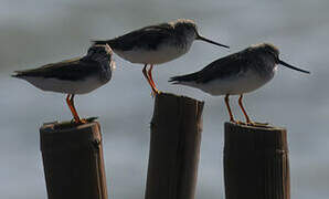 Terek Sandpiper