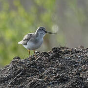 Terek Sandpiper