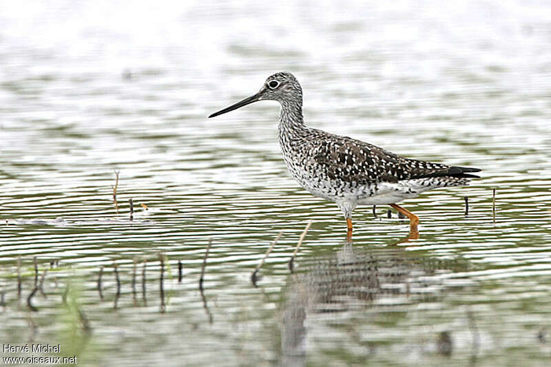 Greater Yellowlegsadult breeding, identification