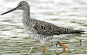 Greater Yellowlegs