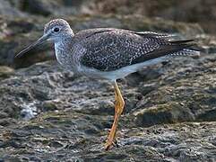 Greater Yellowlegs