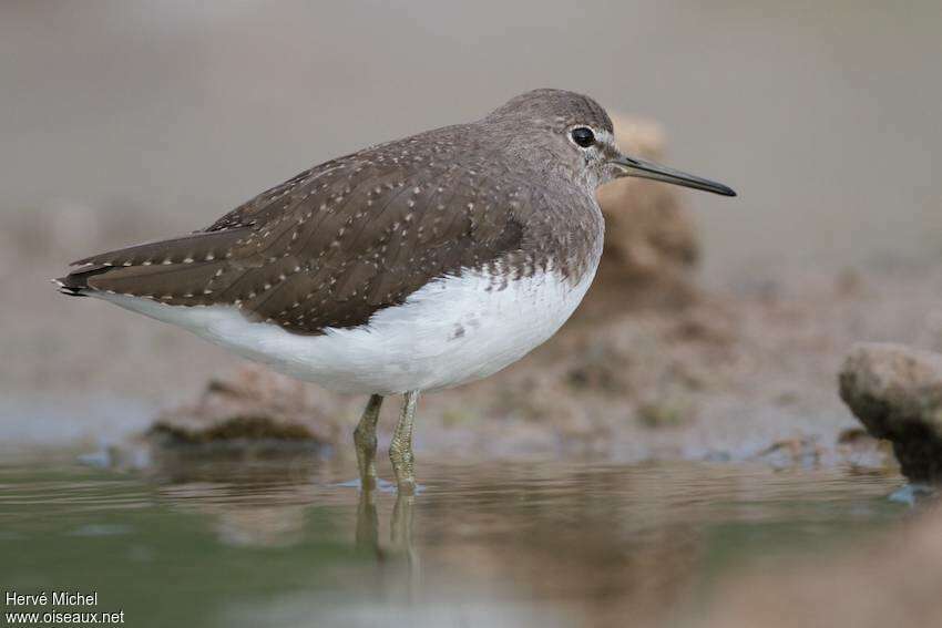 Green Sandpiperadult post breeding, identification