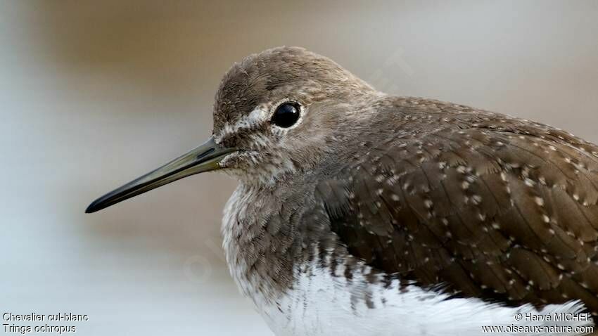 Green Sandpiper