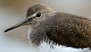 Green Sandpiper