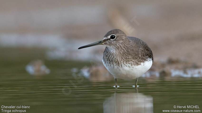 Green Sandpiper