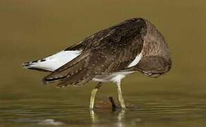 Green Sandpiper