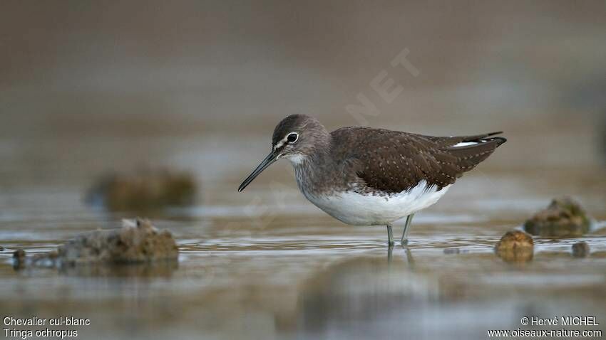 Green Sandpiper