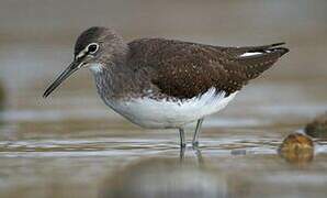 Green Sandpiper