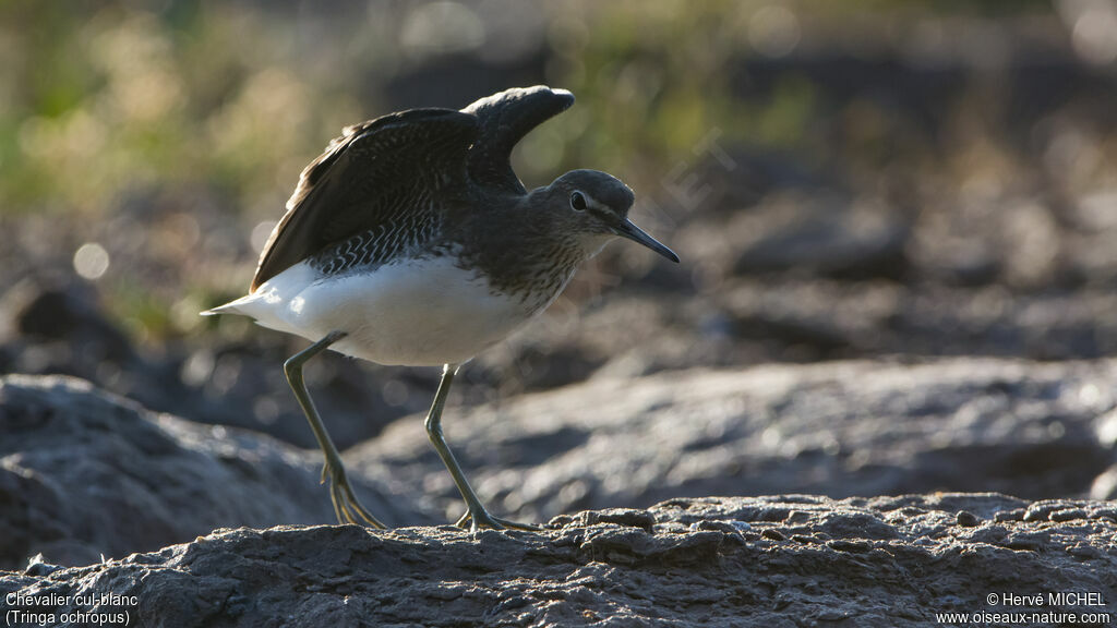 Green Sandpiper