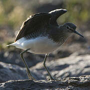 Green Sandpiper