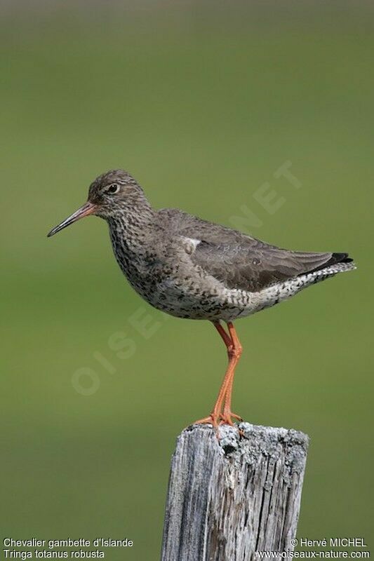 Common Redshank (robusta)