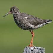 Common Redshank (robusta)