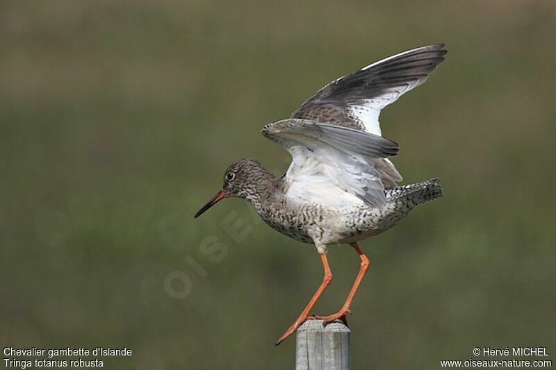 Common Redshank (robusta)