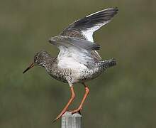 Common Redshank (robusta)