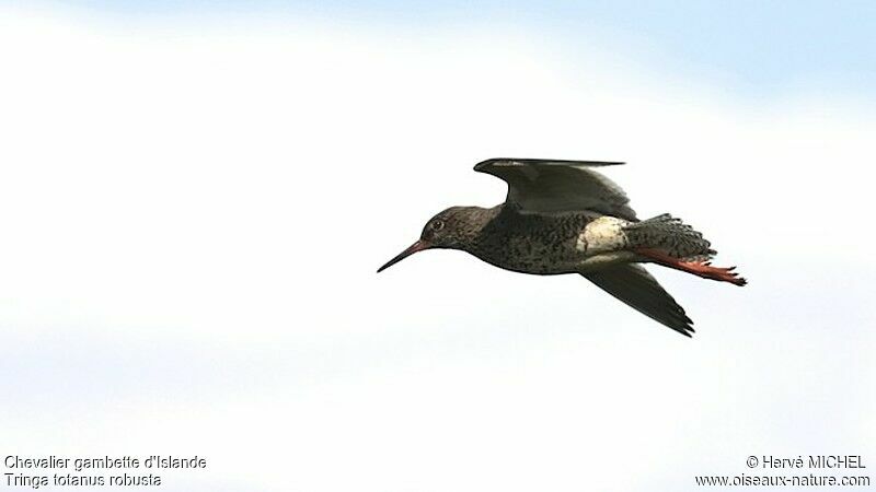 Common Redshank (robusta)adult breeding