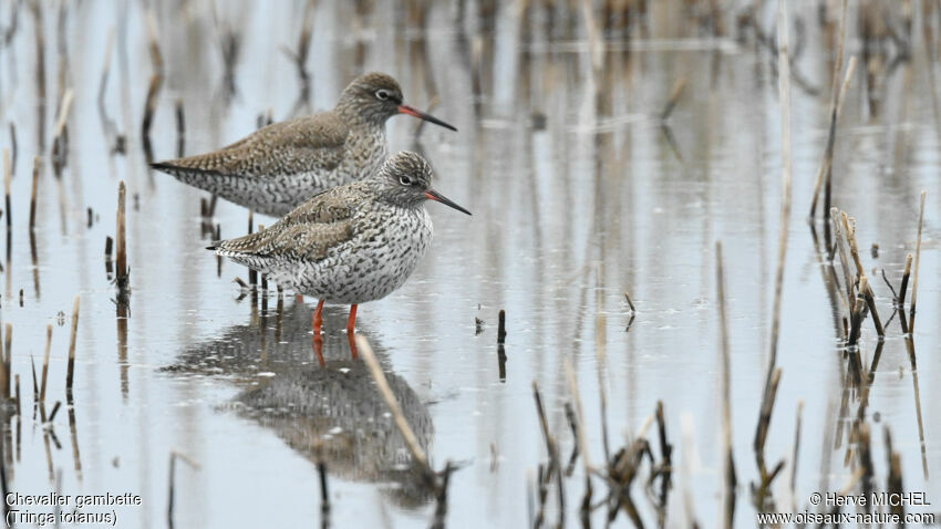 Common Redshankadult breeding