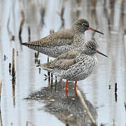 Common Redshank