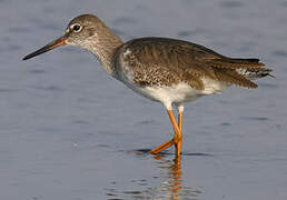 Common Redshank