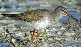 Common Redshank