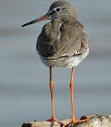 Common Redshank