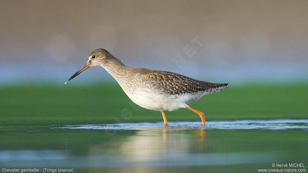 Common Redshankjuvenile