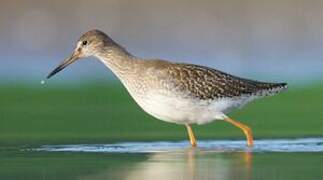 Common Redshank