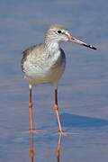 Common Redshank