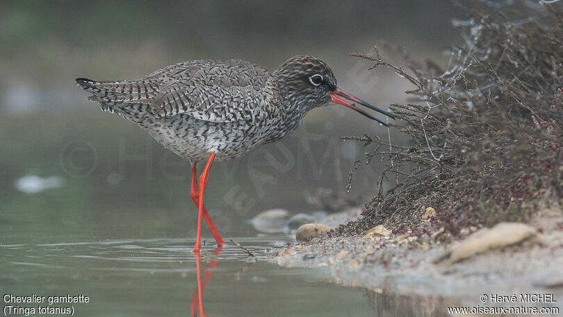 Common Redshankadult breeding