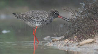 Common Redshank