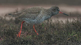 Common Redshank