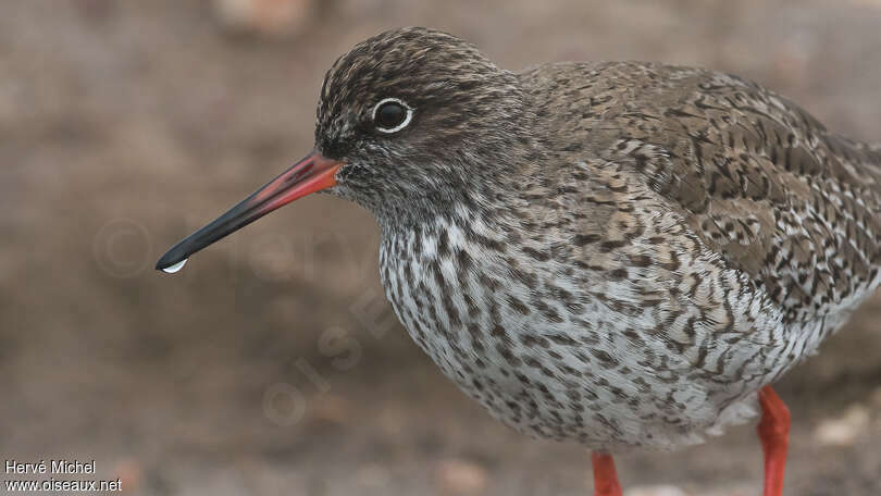 Common Redshankadult breeding, close-up portrait