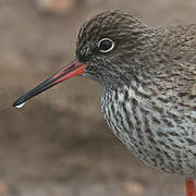 Common Redshank