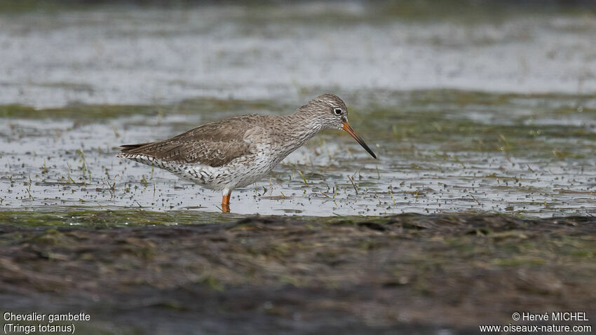 Common Redshank