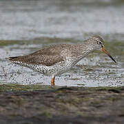 Common Redshank