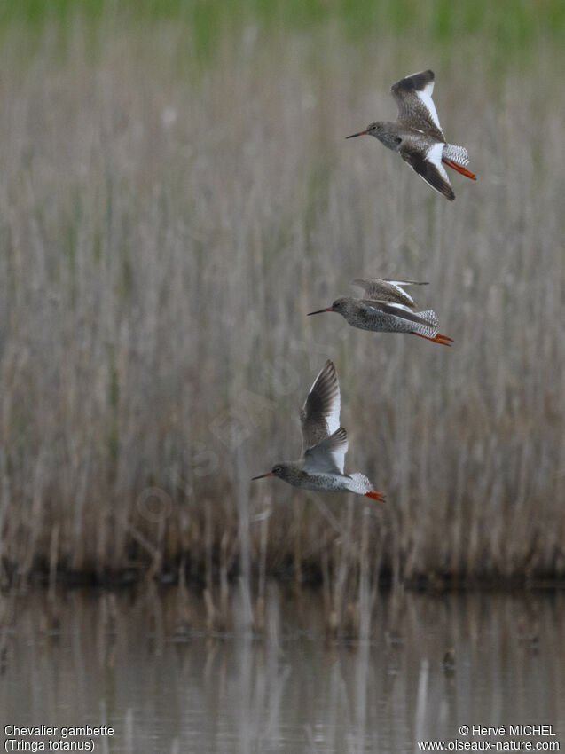 Common Redshankadult breeding