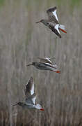 Common Redshank