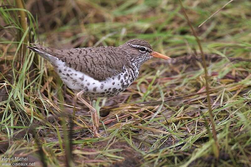 Spotted Sandpiperadult breeding, identification