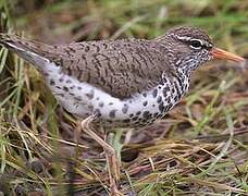 Spotted Sandpiper