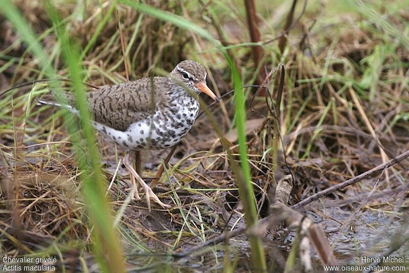 Spotted Sandpiperadult breeding