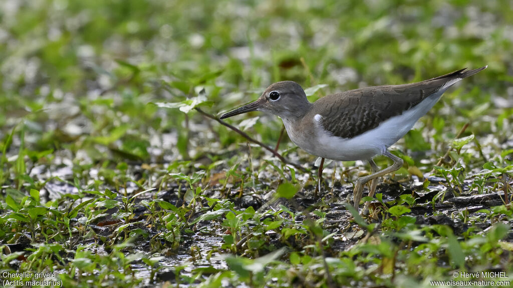 Spotted Sandpiper