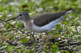 Spotted Sandpiper