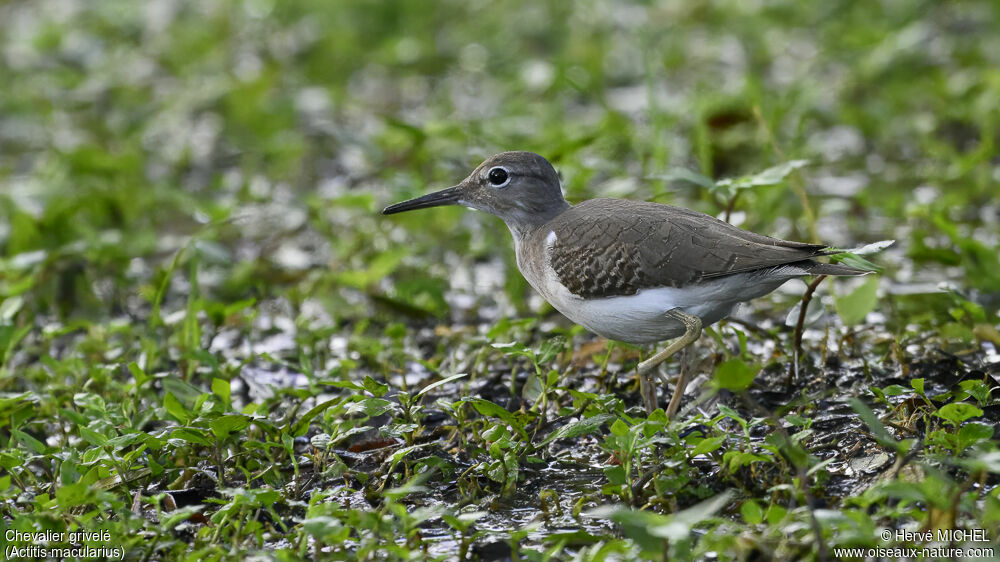 Spotted Sandpiper