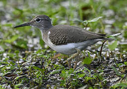 Spotted Sandpiper