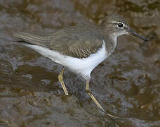 Spotted Sandpiper