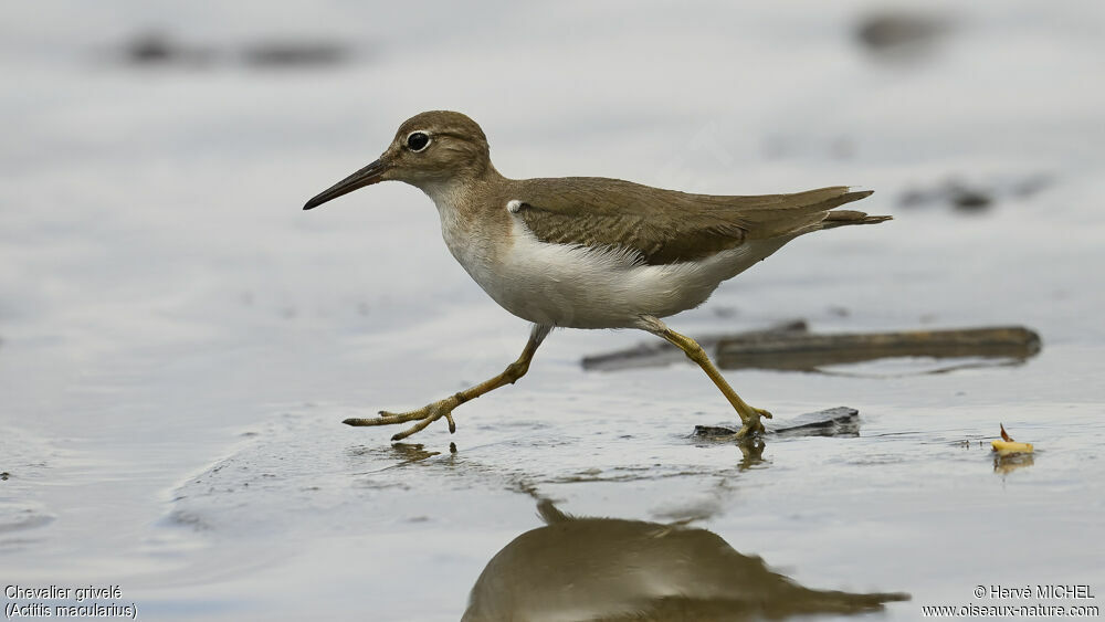 Spotted Sandpiper