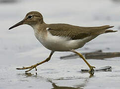 Spotted Sandpiper