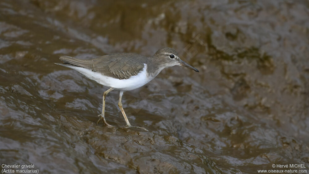 Spotted Sandpiper