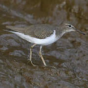 Spotted Sandpiper