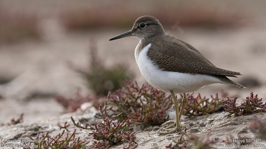 Common Sandpiper