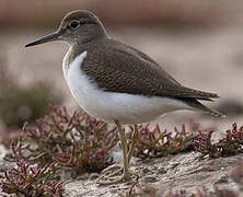 Common Sandpiper